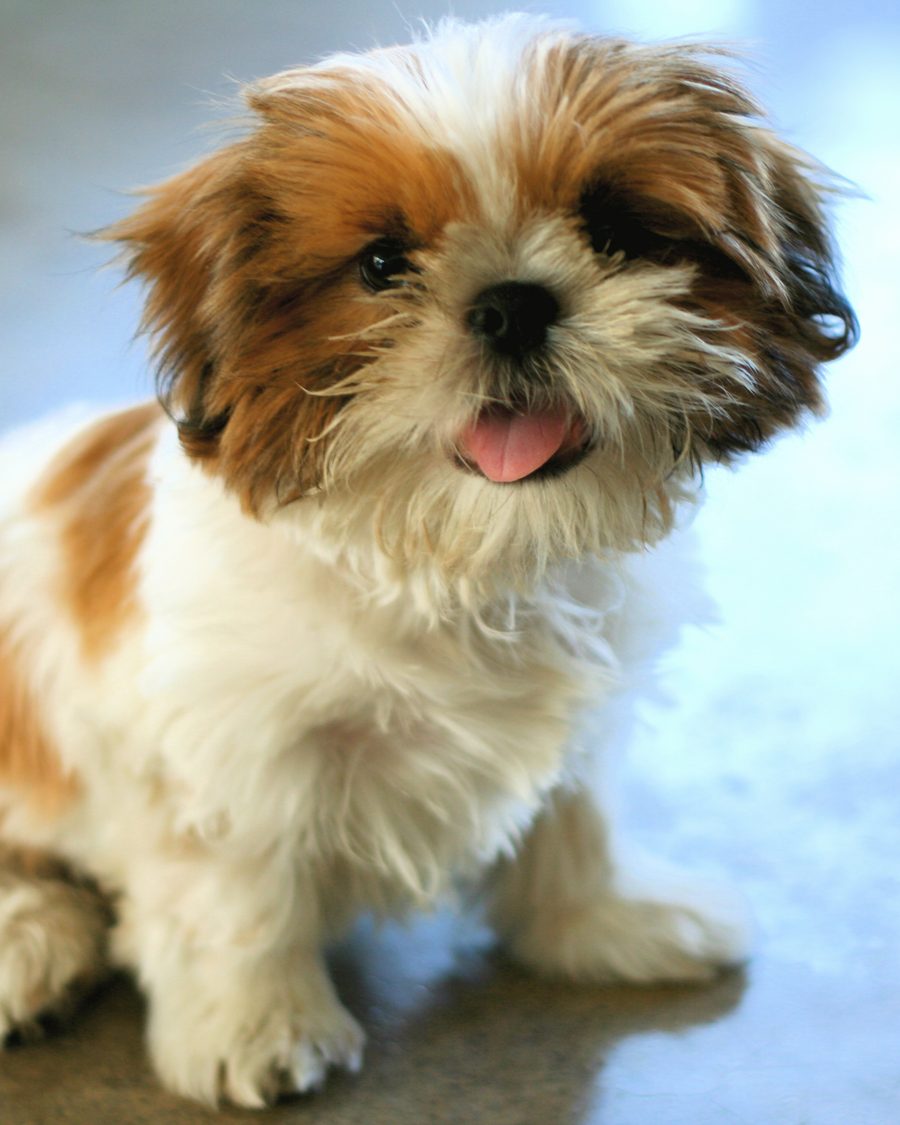 Chiot Shih Tzu en gros plan