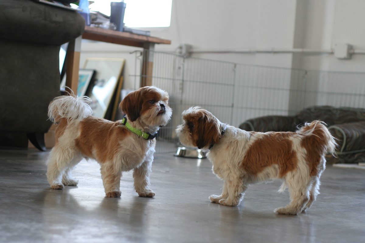 Deux Shih Tzu ensemble