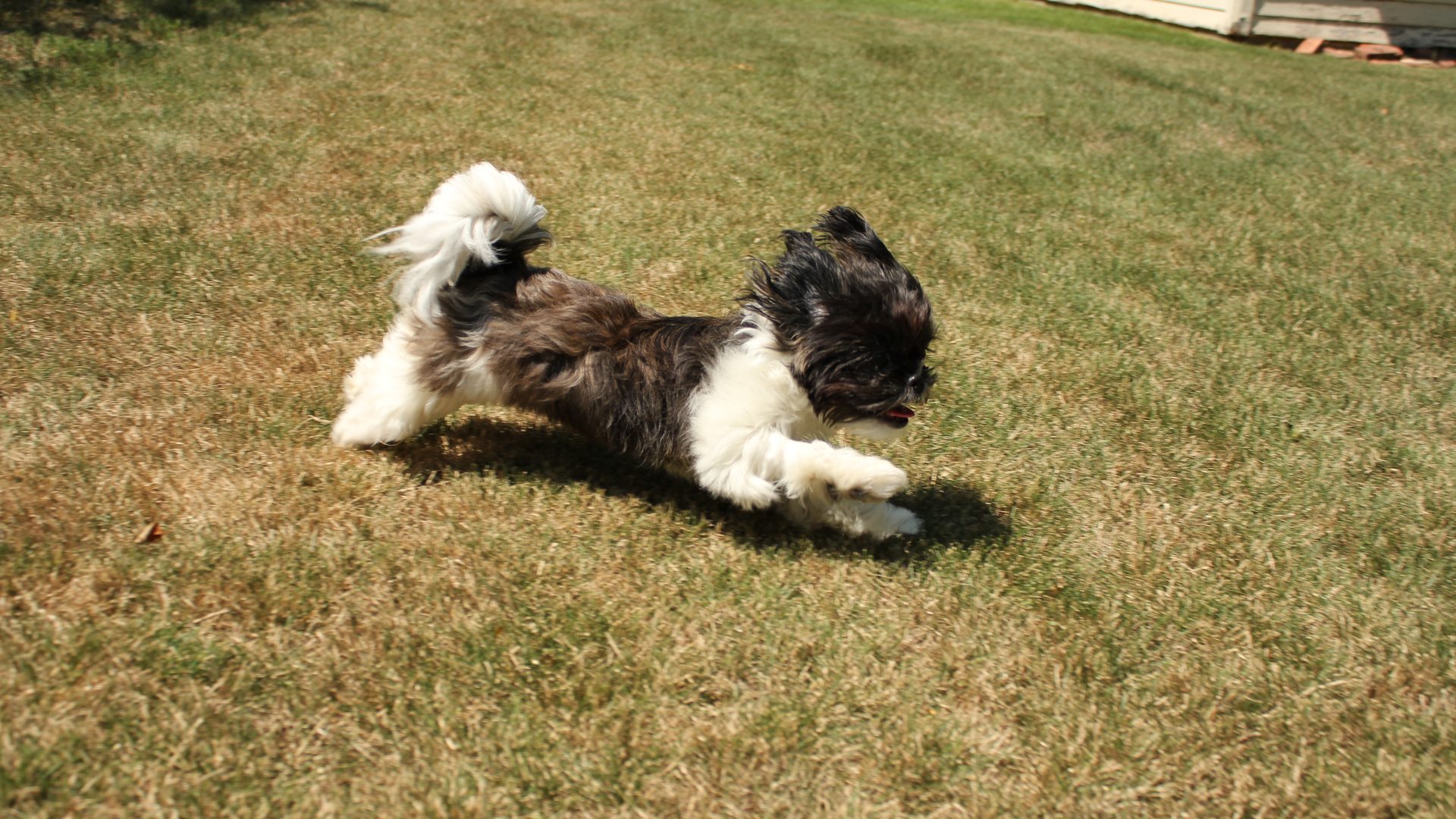 Shih Tzu courant dans l'herbe