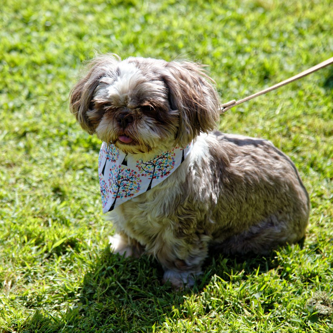 Shih Tzu assis dans la verdure