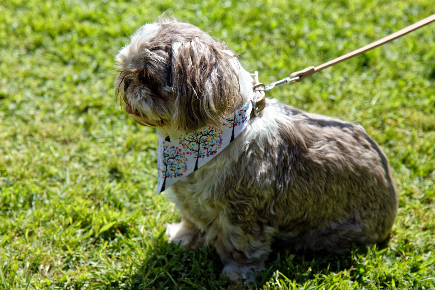 Shih Tzu de profil parmi les plantes du jardin