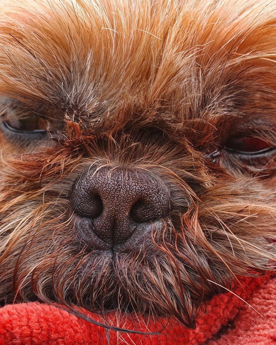 Portrait d'un Shih Tzu adulte