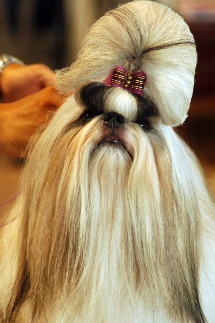 Shih Tzu toiletté avec soin
